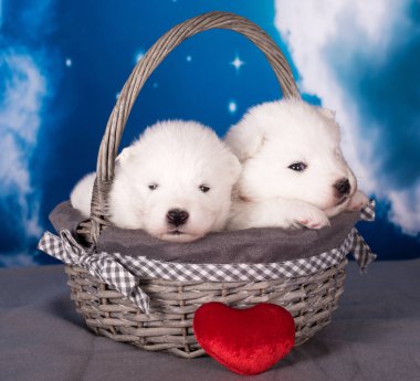 Mavi arka planda iki beyaz tüylü küçük Samoyed köpek yavrusu var..