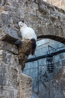 Cat Yunanistan 'ın Rodos şehrinde.