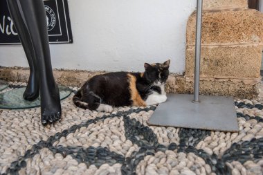 Lindos Yunanistan 'da Uyuyan Kedi.