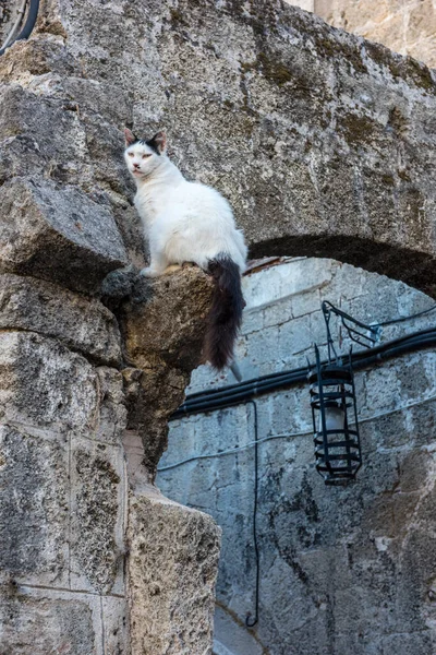 Cat Yunanistan 'ın Rodos şehrinde.