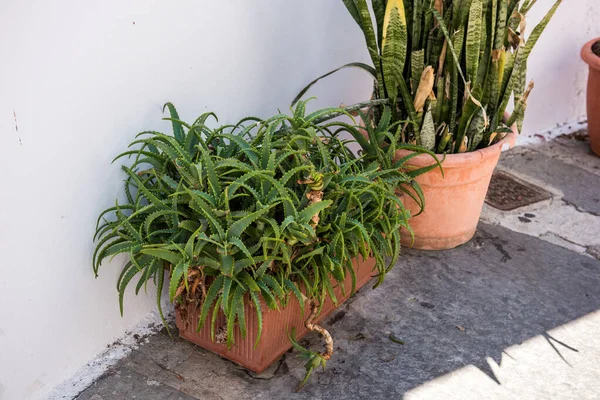 Vera Teyze evimizin bahçesinde filizlendiği yerden ayrılıyor. Kozmetik, cilt bakımı ve ilacın doğal bileşenleri.