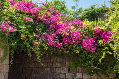 Canlı bougainvillea çiçekleri pembe renklerle doludur, narin su çiçekleri ile sarmalanmıştır..