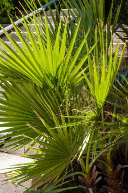 Bereketli tropik yeşil palmiye yaprakları.