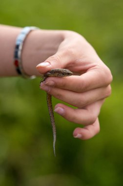 Sıradan bir kertenkeleyi tutan bir el..