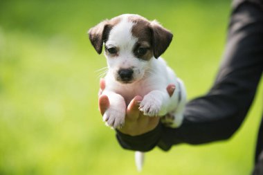 Köpek yavrusu Jack Russell Teriyer doğada.