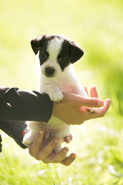 Köpek yavrusu Jack Russell Teriyer doğada.