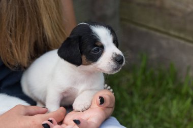 Köpek yavrusu Jack Russell Teriyer doğada.