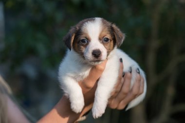 Köpek yavrusu Jack Russell Teriyer doğada.