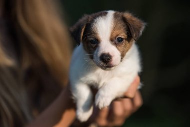 Köpek yavrusu Jack Russell Teriyer doğada.