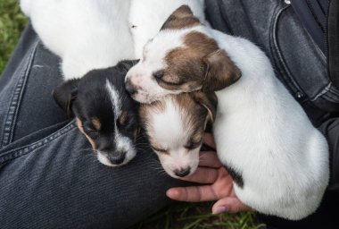 Jack Russell Terrier yavruları sahiplerinin kucağında uyuyorlar..