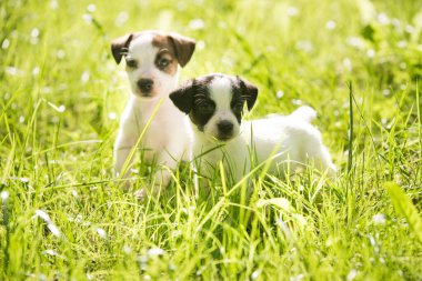 Şirin Jack Russell Terrier yavruları yeşil bir çayırda yürüyor. Evcil hayvanlar..