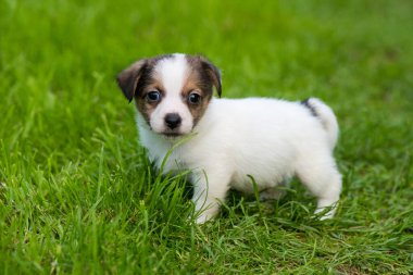 Sevimli jack russell terrier köpek yavrusu yeşil bir çayır üzerinde yürüyor. Evcil hayvanlar.