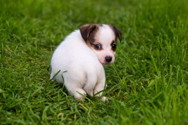 Sevimli jack russell terrier köpek yavrusu yeşil bir çayır üzerinde yürüyor. Evcil hayvanlar.