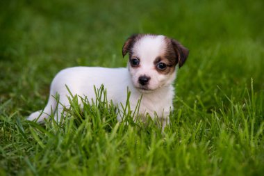 Sevimli jack russell terrier köpek yavrusu yeşil bir çayır üzerinde yürüyor. Evcil hayvanlar.