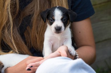 Köpek yavrusu Jack Russell Teriyer doğada.