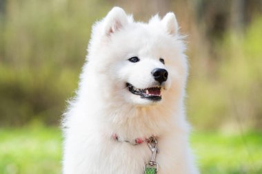 Mezaparks, Letonya 'da park yolunda tasmalı Samoyed beyaz köpek.