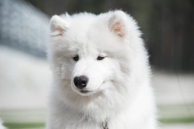 Samoyed yavru köpek ağızlık portresi.