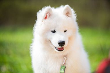 Samoyed yavru köpek ağızlık portresi.