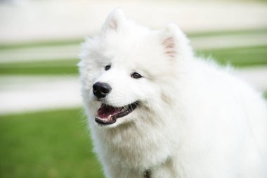 Beyaz Samoyed yavru köpeği yeşil çimlerin üzerinde oturuyor. Doğada bir köpek, parkta bir yürüyüş.