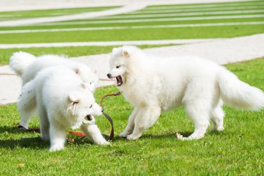 Mutlu Samoyed köpekleri yeşil çimlerde oynuyor..