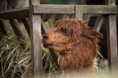 Açık hayvanat bahçesinde ya da temas çiftliğinde kahverengi renk alpaka.