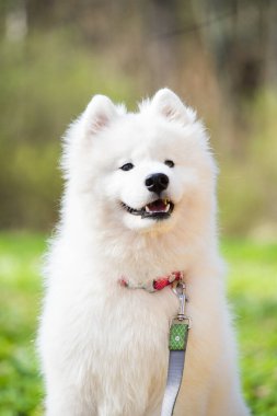 Mezaparks, Letonya 'da park yolunda tasmalı Samoyed beyaz köpek.
