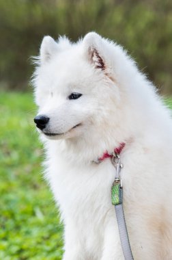 Mezaparks, Letonya 'da park yolunda tasmalı Samoyed beyaz köpek.