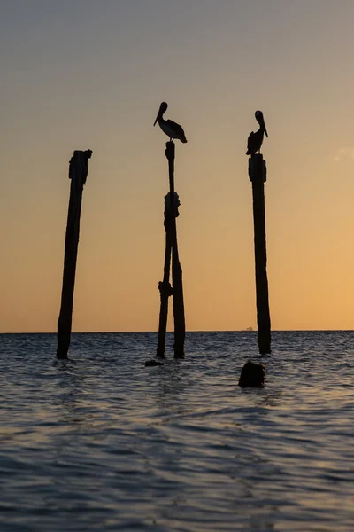 Karayip günbatımı