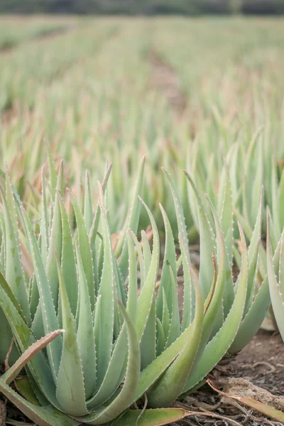 aloe vera saç ekimi