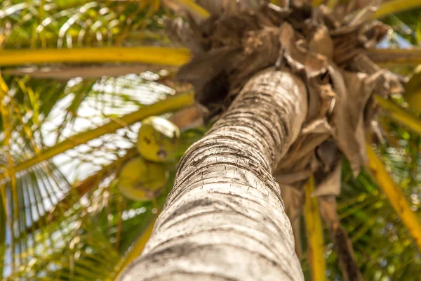 Palmiye ağacı Extravaganza