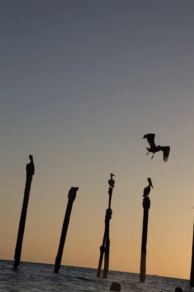 Pelikan günbatımı