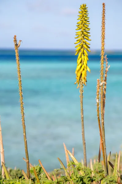 Aloe Vera Manzaralı