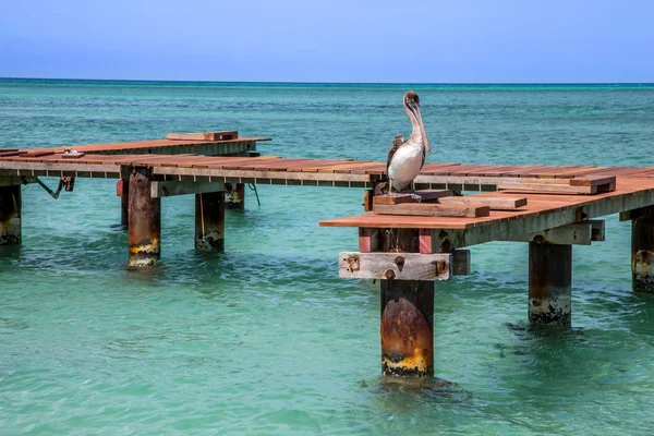 Pelican Peer — Stockfoto