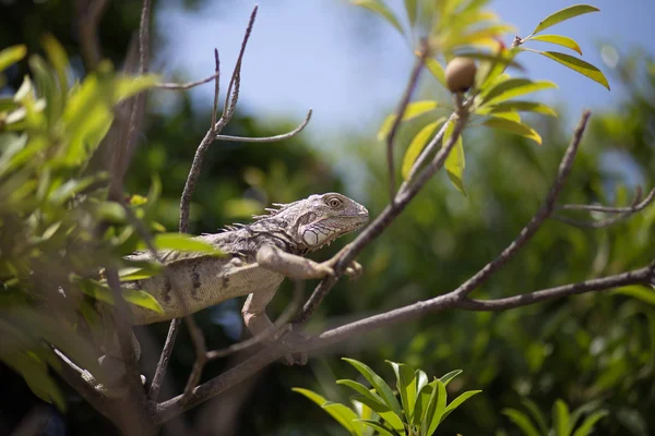 Yeşil iguana