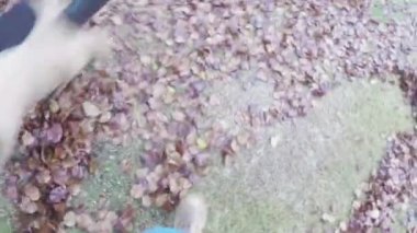 Sonbahar yaprakları'nın bahçesinde yan yatan bahçe işleri