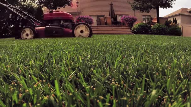Чоловік ріже траву у дворі з газонокосаркою — стокове відео