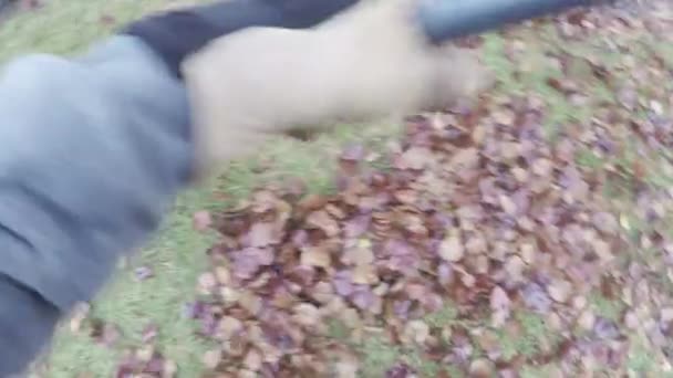 Lavoro di iarda rastrellando foglie di autunno su prato — Video Stock
