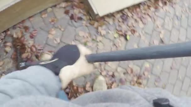 Yard work raking autumn leaves on lawn — Stock Video