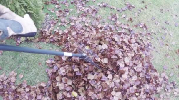 Trabajo de jardinería rastrillar hojas de otoño en el césped — Vídeo de stock