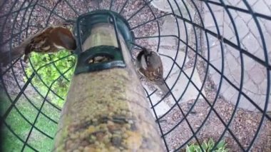 Tohum besleyici yemek kuşlar