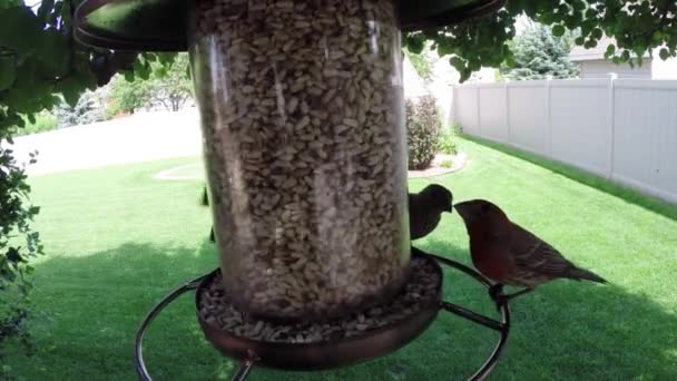 Vögel fressen Samen vom Futterhäuschen — Stockvideo