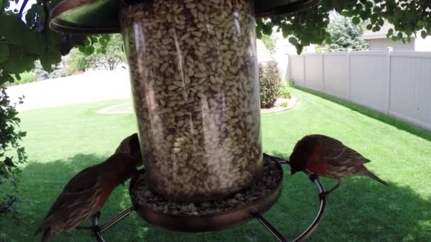 Птицы поедают семена из кормушки — стоковое видео