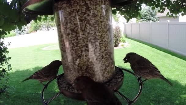 Fåglar äter utsäde från feeder — Stockvideo