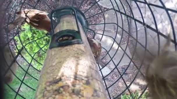 Vogels eten zaad uit feeder — Stockvideo