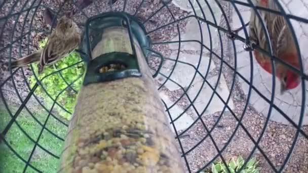 Burung makan benih dari feeder — Stok Video