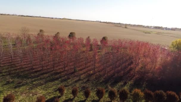 Agricoltura aerea campo agricolo paesaggio — Video Stock