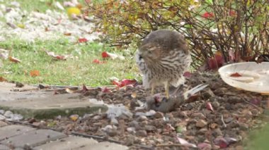 Şahin avını yiyor.