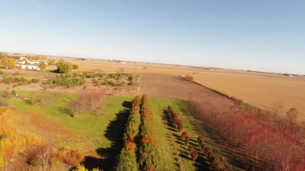 Vista aérea del árbol de hojas amarillas — Vídeo de stock