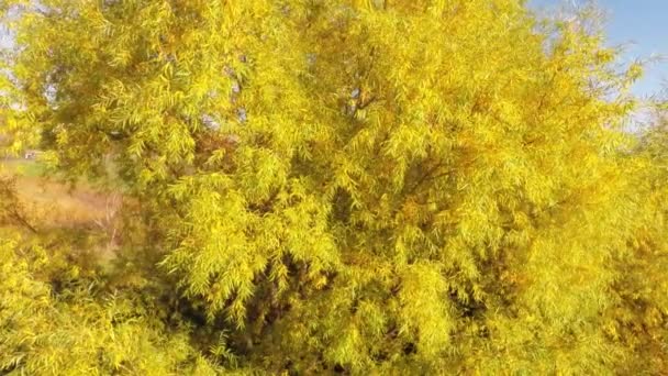 Vista aérea del árbol de hojas amarillas — Vídeos de Stock