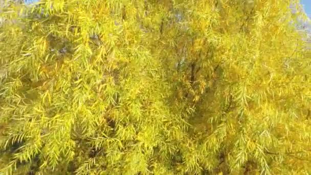 Vue aérienne du feuillage jaune 